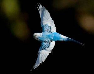 What Are Flight Suits for Birds