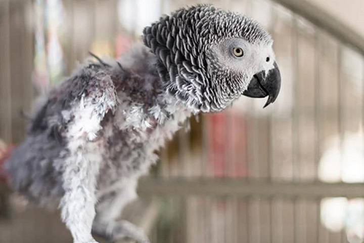 When Do Birds Molting Impact Their Behavior? When Do Birds Molting Impact Their Behavior