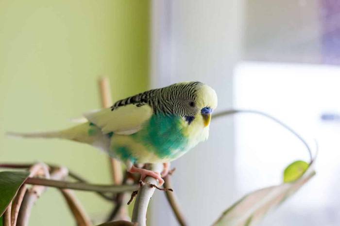 Why Do Parakeets Puff Up