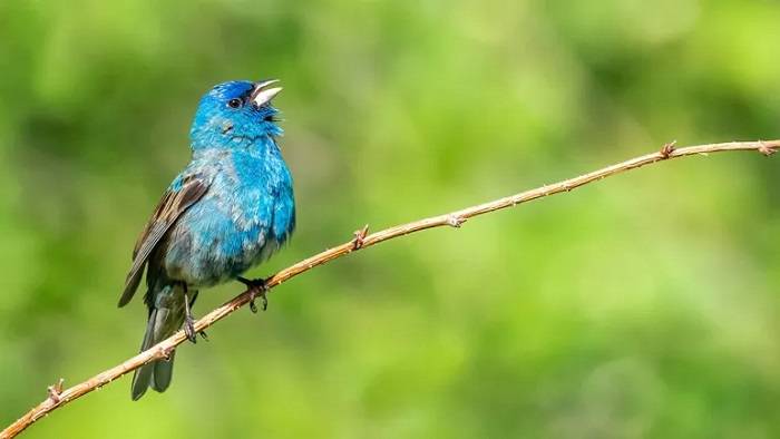 A World of Diversity Exploring Four Letter Bird Names Across