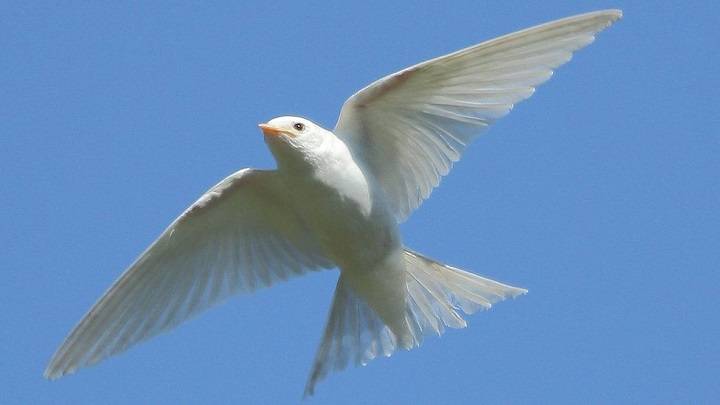 Ethereal Elegance: Exploring the Allure of All-White Birds All White Birds