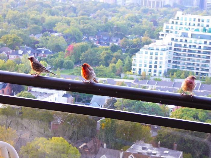 Bird Friendly Alternatives Balcony Features that Attract Birds Away from Your Space
