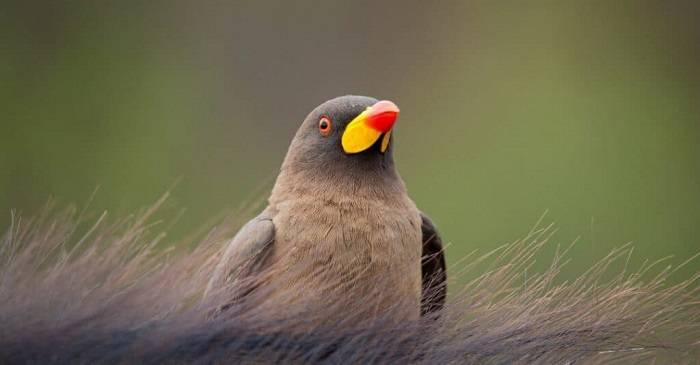 Birds That Feast on Ticks A Closer Look