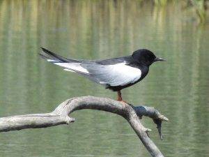 Black Birds with White Wings 2