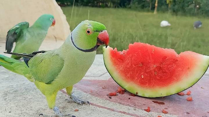 Can Birds Enjoy Watermelon? Exploring the Benefits and Risks of Feeding Watermelon to Avian Companions Can Birds Enjoy Watermelon