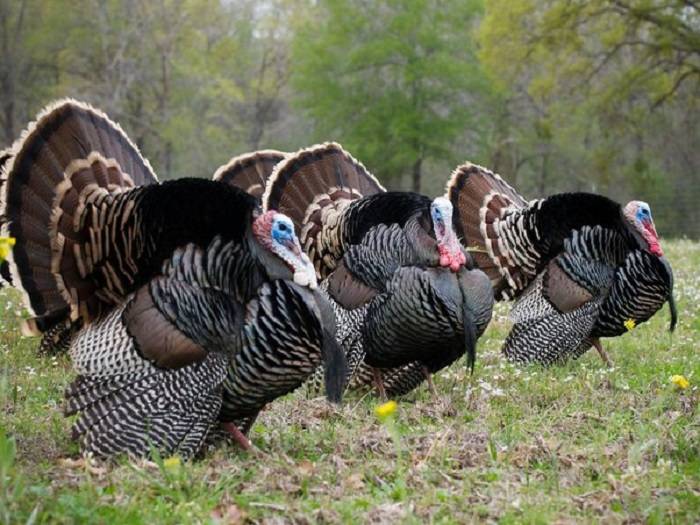 Collective Identity of Turkeys