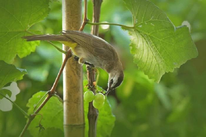 Do Birds Relish Raisins 1