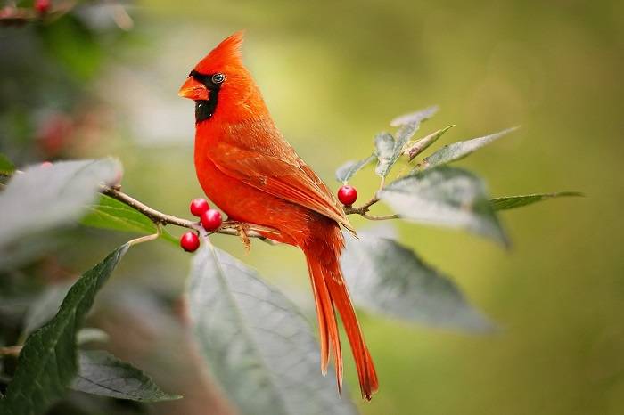 Ecological Significance of Cardinal Plumage