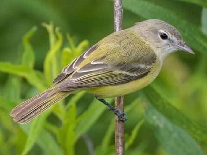 Enigmatic Red Sparrow Bird