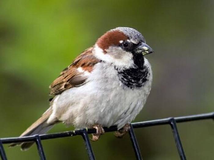 Enigmatic Red Sparrow Birde