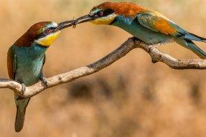 Environmental Factors and Bird Behavior