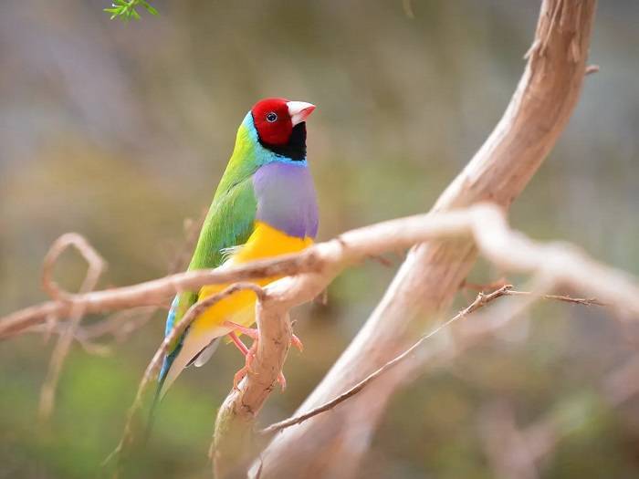 Evolutionary Origins of Orange Beak Coloration