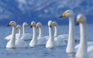 Flock of Swans 1