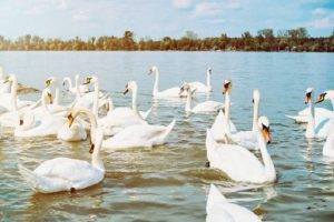 Flock of Swans 2