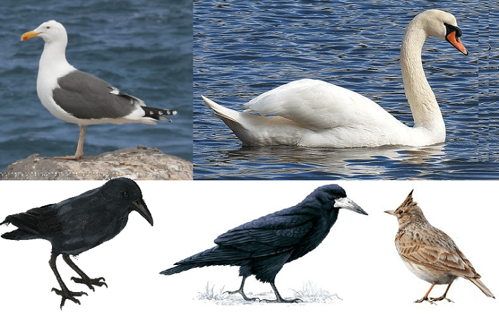 Feathered Quirks: Exploring Four-Letter Bird Names Four Letter Bird Names