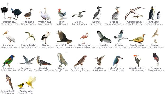 Genus and Species The Building Blocks of Classification