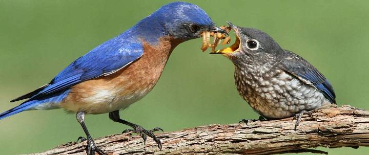 Nurturing Nature’s Future: Understanding How Birds Feed Their Young How Birds Feed Their Young