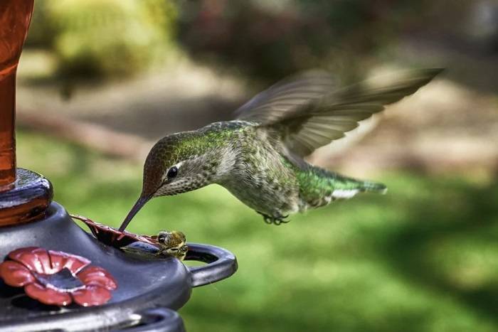How Long Does Hummingbird Food Last 1