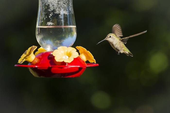 How Long Does Hummingbird Food Lastf