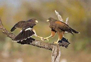 How to Deter Hawks Without Disturbing Other Birds 1
