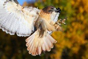 How to Deter Hawks Without Disturbing Other Birds 2