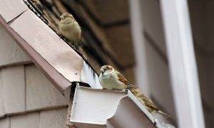How to Safely Remove a Bird from a Building with High Ceilings 1