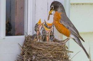 How to Safely Remove a Bird from a Building with High Ceilings 2