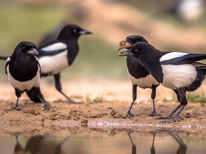 Intriguing Behavior of Crow Congregations 1