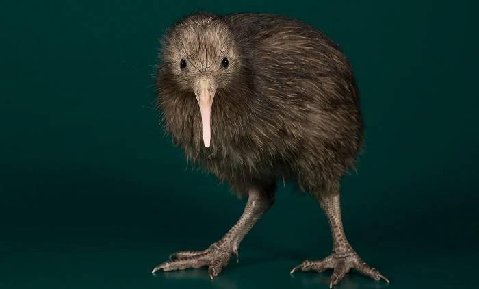Kiwi Species and Geographic Distribution
