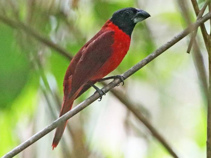 Meet the Red and Black Grosbeak A Jewel of Central and South America