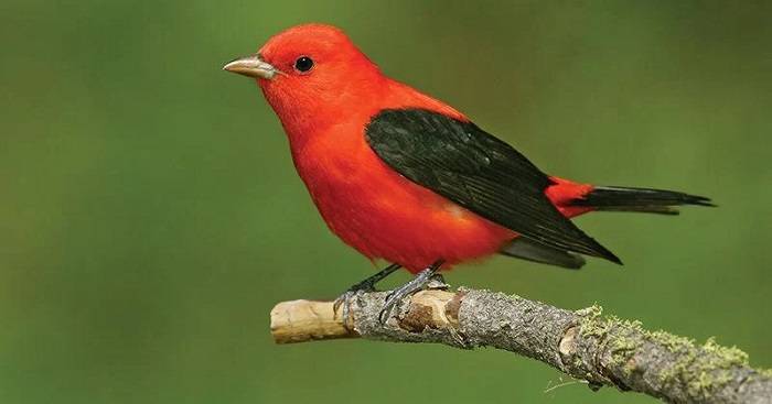 Meet the Scarlet Tanager A Jewel of the Forest Canopy