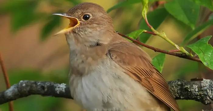 Reasons Behind Nocturnal Chirping