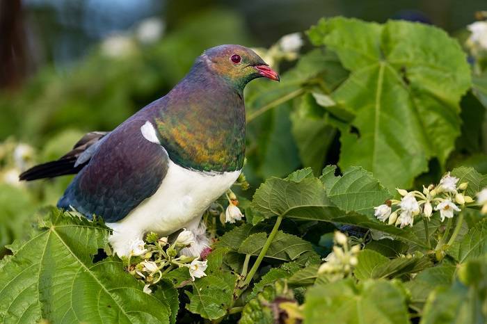 Reasons Behind Pigeons Cooingds