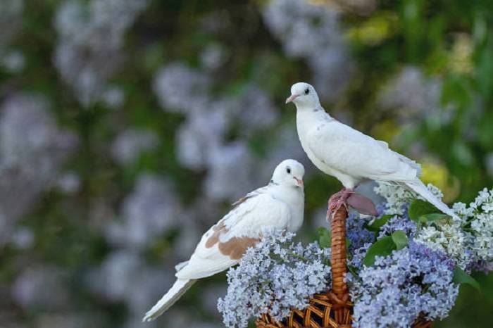 Reasons Behind Pigeons Cooinget