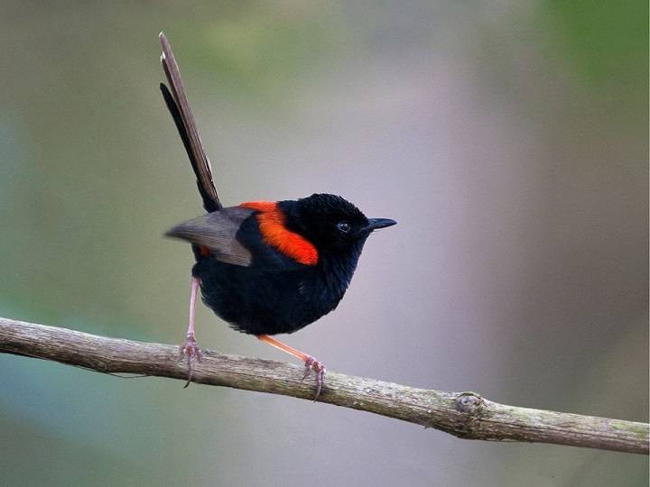 Exploring the Charismatic World of Small Black and Red Birds Small Black and Red Birds