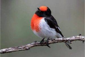 The Allure of Black and White Birds with Red Chests 1