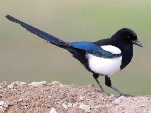 The Allure of Black and White Birds with Red Chests