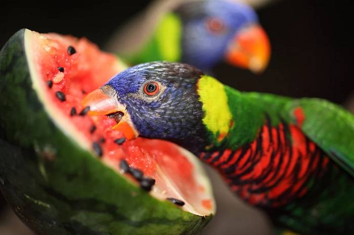 The Appeal of Watermelon for Birds