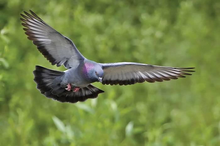 The Diversity of Pigeon Breeds From Dainty Doves to Sturdy Rock Pigeons
