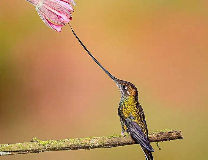 The Diversity of Small Birds with Long Beaks