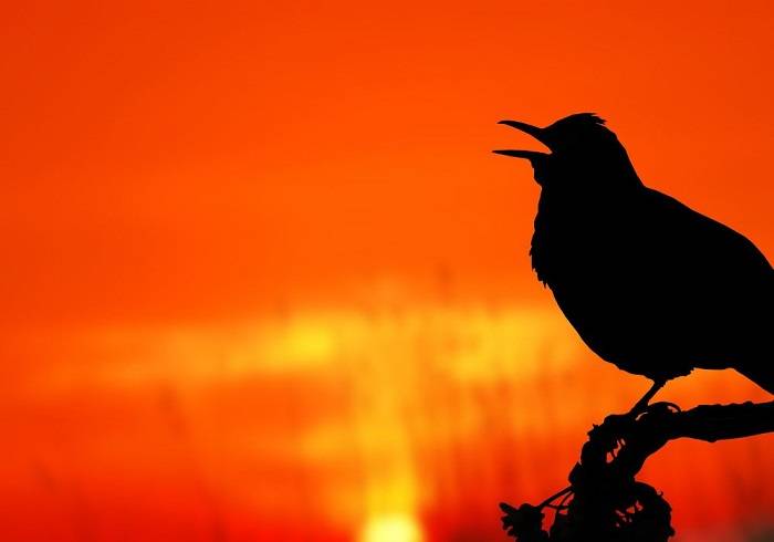 The Enigma of Nocturnal Bird Chirping