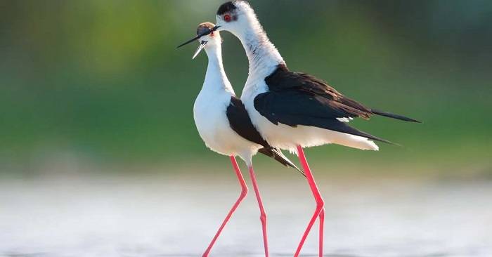 The Enigmatic Appeal of All White Plumage