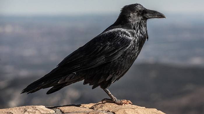 The Enigmatic Pied Crow Intelligence and Adaptability in Urban Landscapes