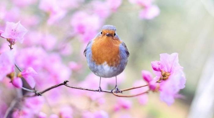 The Enigmatic World of Nocturnal Birds