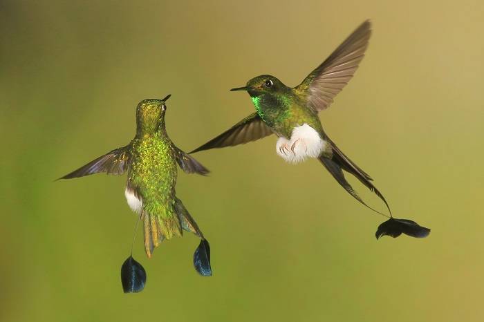 The Fascinating World of Hummingbirds