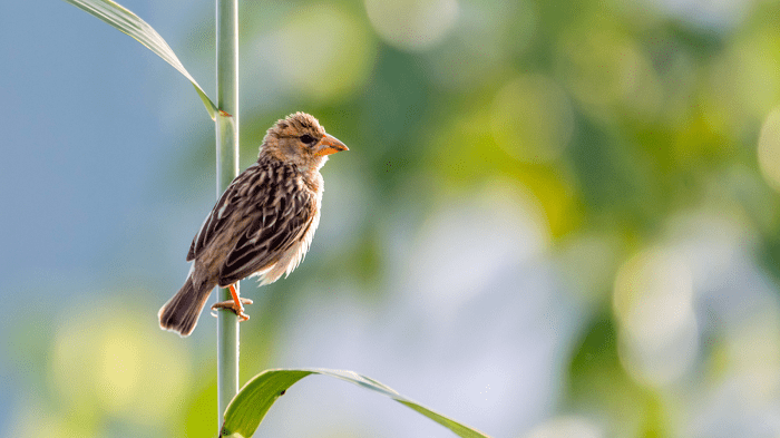 The Fascinating World of Sparrows