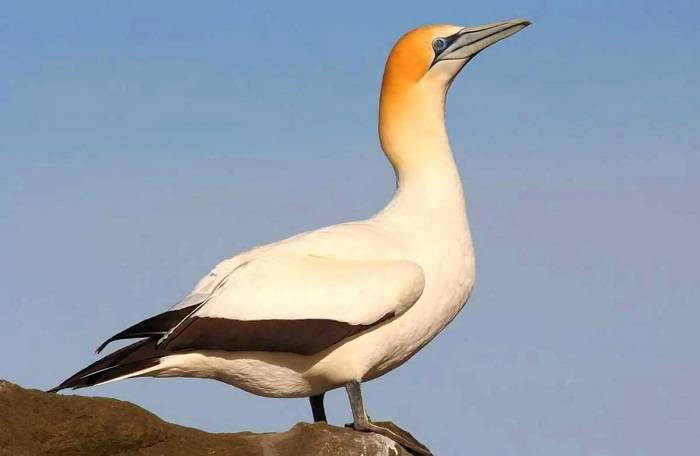 The Fragility of Bird Wings An Anatomy Lesson