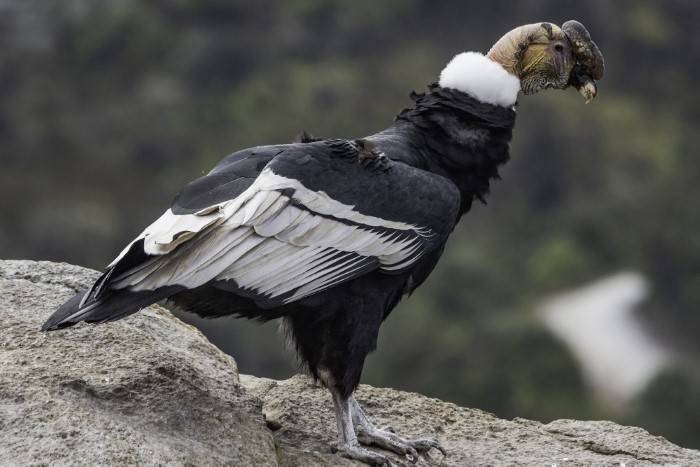 The Imposing Andean Condor Vulturgryphus