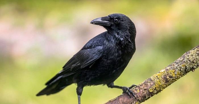 The Lifespan of Crows A Closer Look