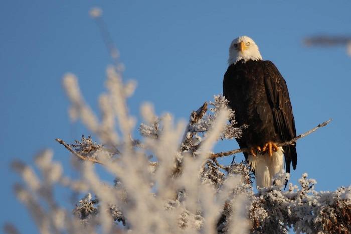 The Magnificent Bald Eagle Symbol of Strength and Freedom